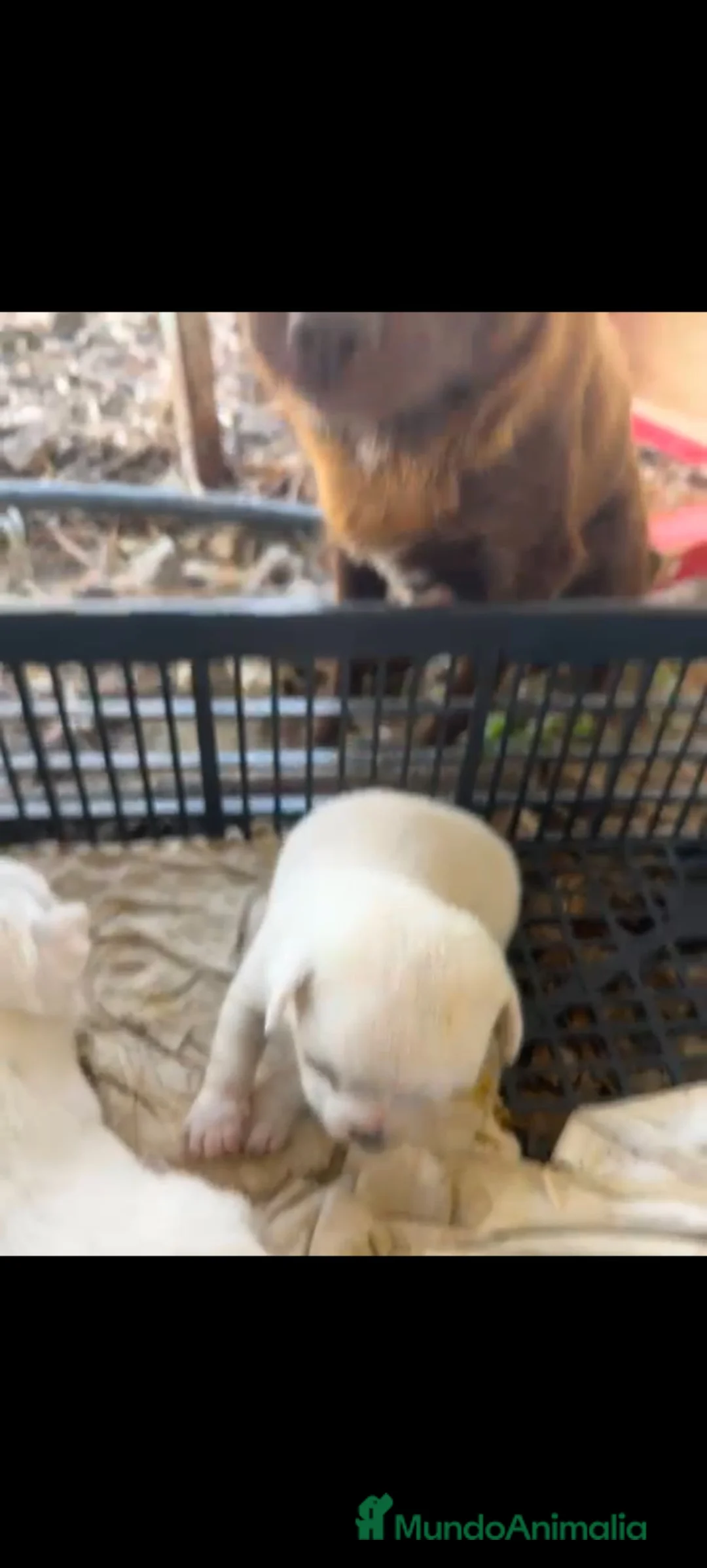 Chihuahua perros en venta: Chihuahua blanco  - Anuncio 2
