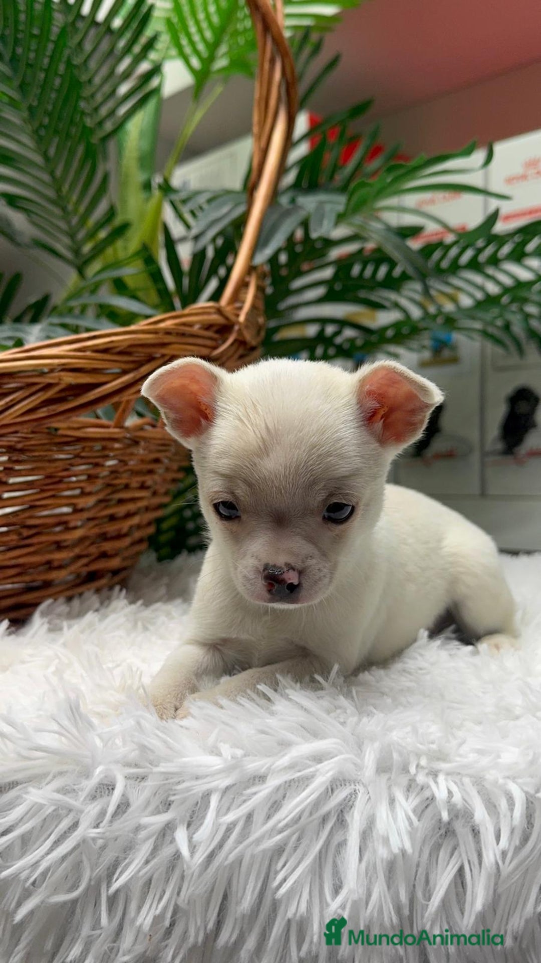Chihuahua perros en venta: CHIHUAHUA MACHO - Anuncio 21