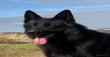Pastor Alemán perros Camada de Pastor Alemán Negro Sólido  - Anuncio 4