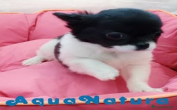 Chihuahua perros en venta: Chihuahua Hembra de Pelo Largo 6583 - AQUANATURA en Barcelona - Imagen 3