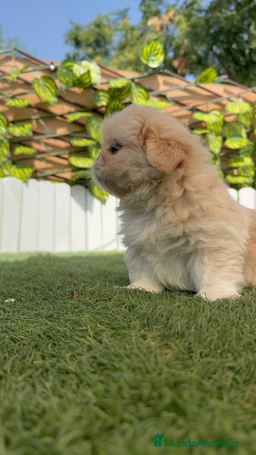 Pekinés perros en venta: PEKINES IMPERIAL HEMBRA - Imagen 13