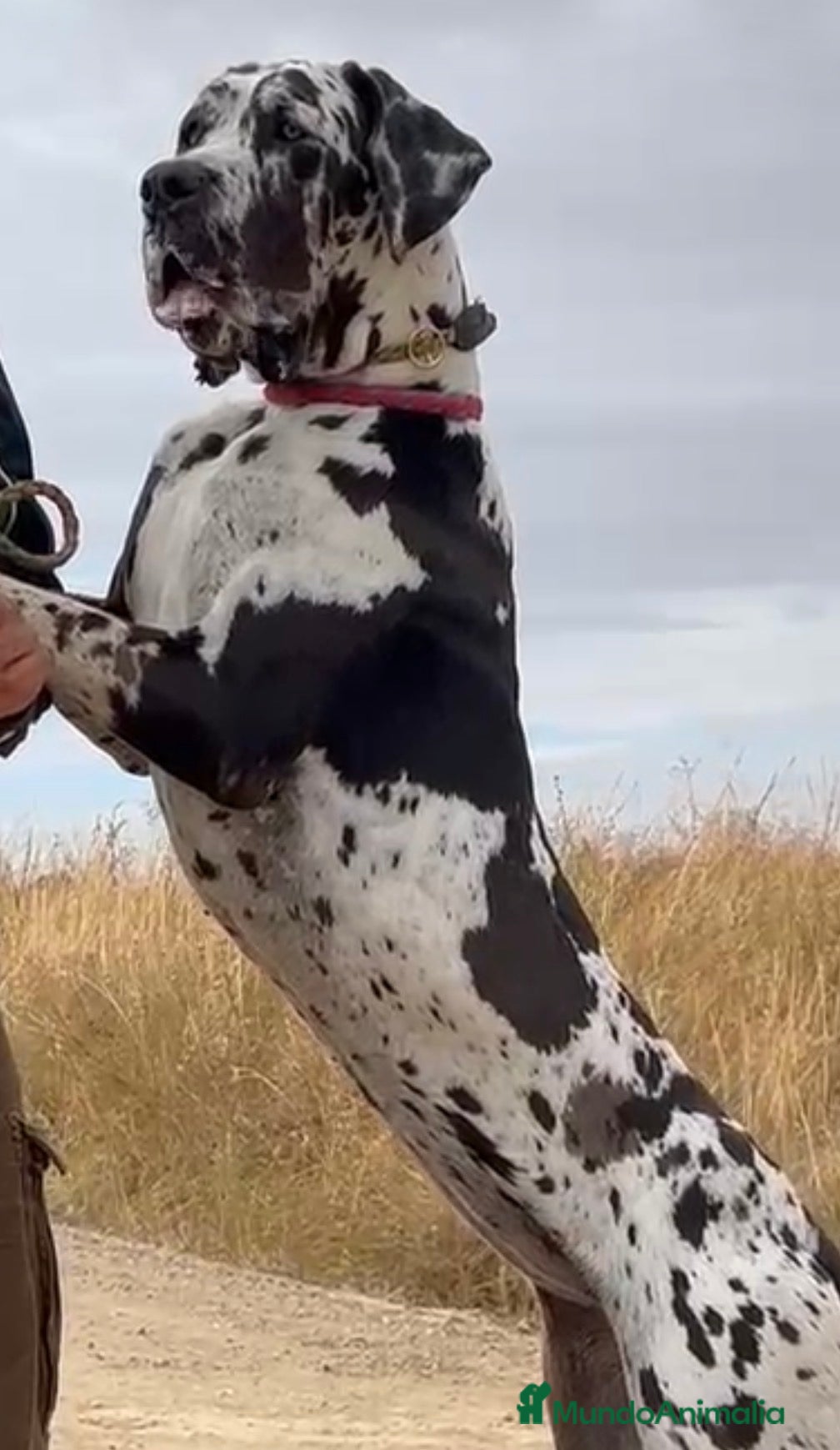 Dogo Alemán perros camada dogo aleman - Anuncio 3