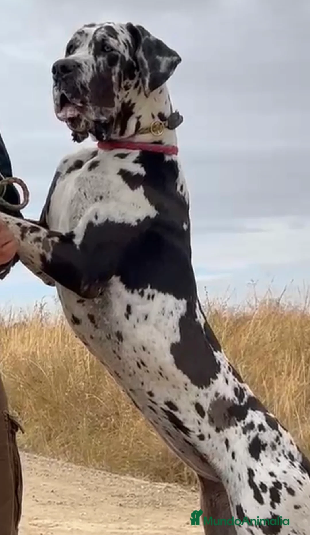 Dogo Alemán perros en venta: camada dogo aleman - Anuncio 1
