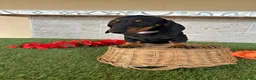 Teckel perros en venta: Teckel miniatura negro fuego  - Anuncio 5