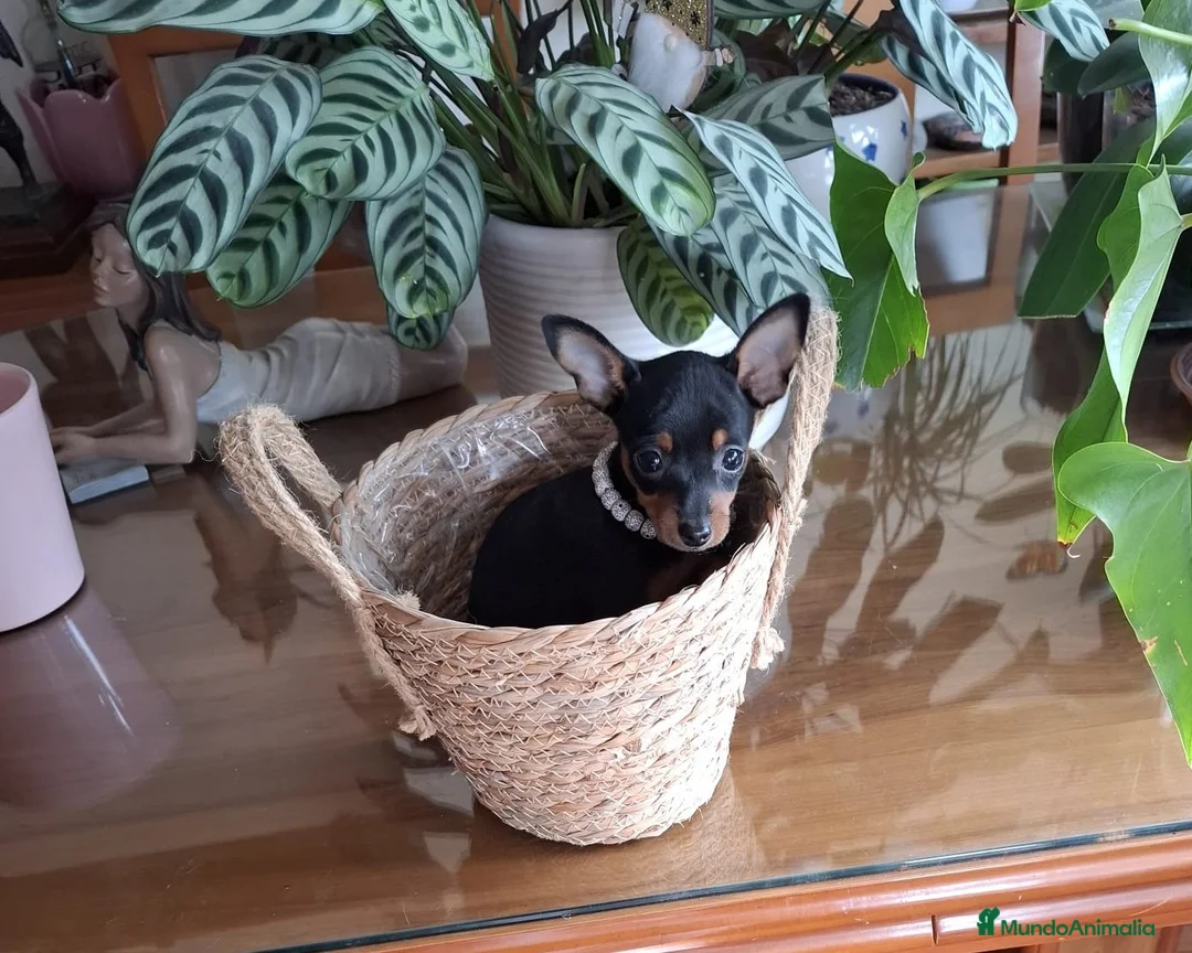 Ratón de Praga perros en venta: Ratón de Praga  - Anuncio 4