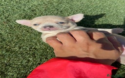 Chihuahua perros en venta: CHIHUAHUA HEMBRA - Imagen 15
