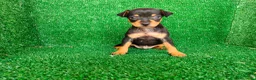 Pinscher Miniatura perros en venta: Pincher miniatura  - Anuncio 13
