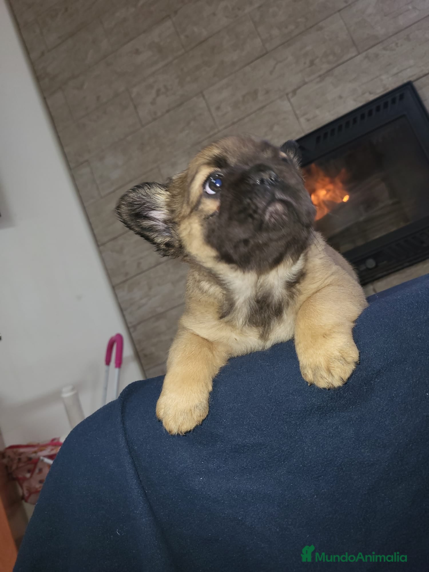 Bulldog Francés perros Hembra Bulldog frances fluffy color fawn - Anuncio 2