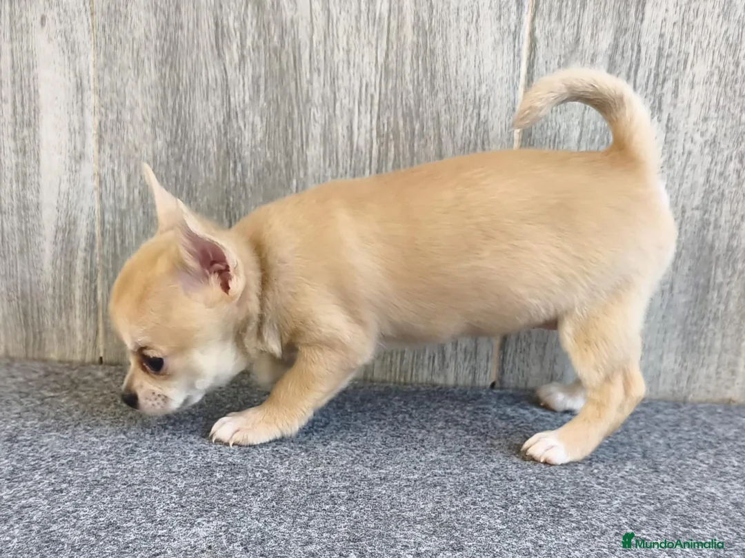 Chihuahua perros en venta: CHIHUAHUA HEMBRA PELO CORTO - Anuncio 5