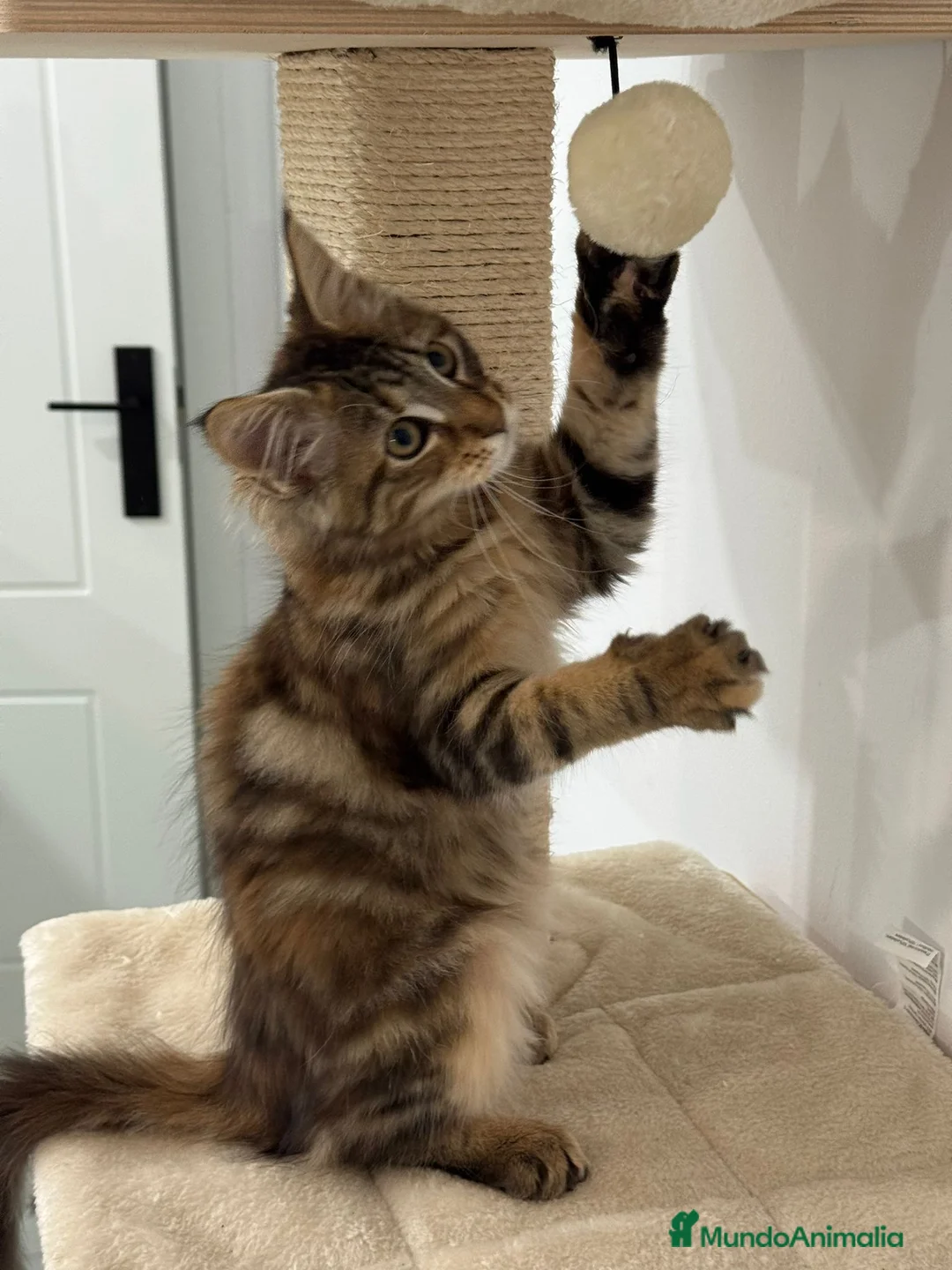 Maine Coon gatos en venta: Preciosa gatita Maine coon - Anuncio 7