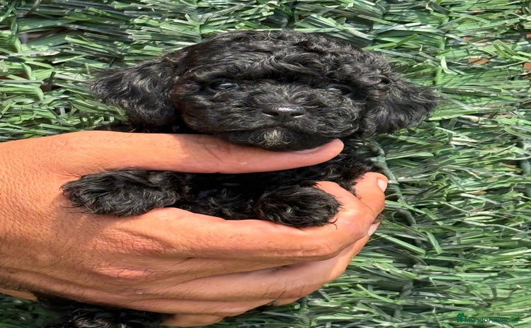 Caniche Enano perros - Anuncio 15