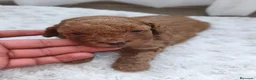 Caniche Toy perros en venta: Excelentes cachorros de caniches  en Zaragoza - Anuncio 12