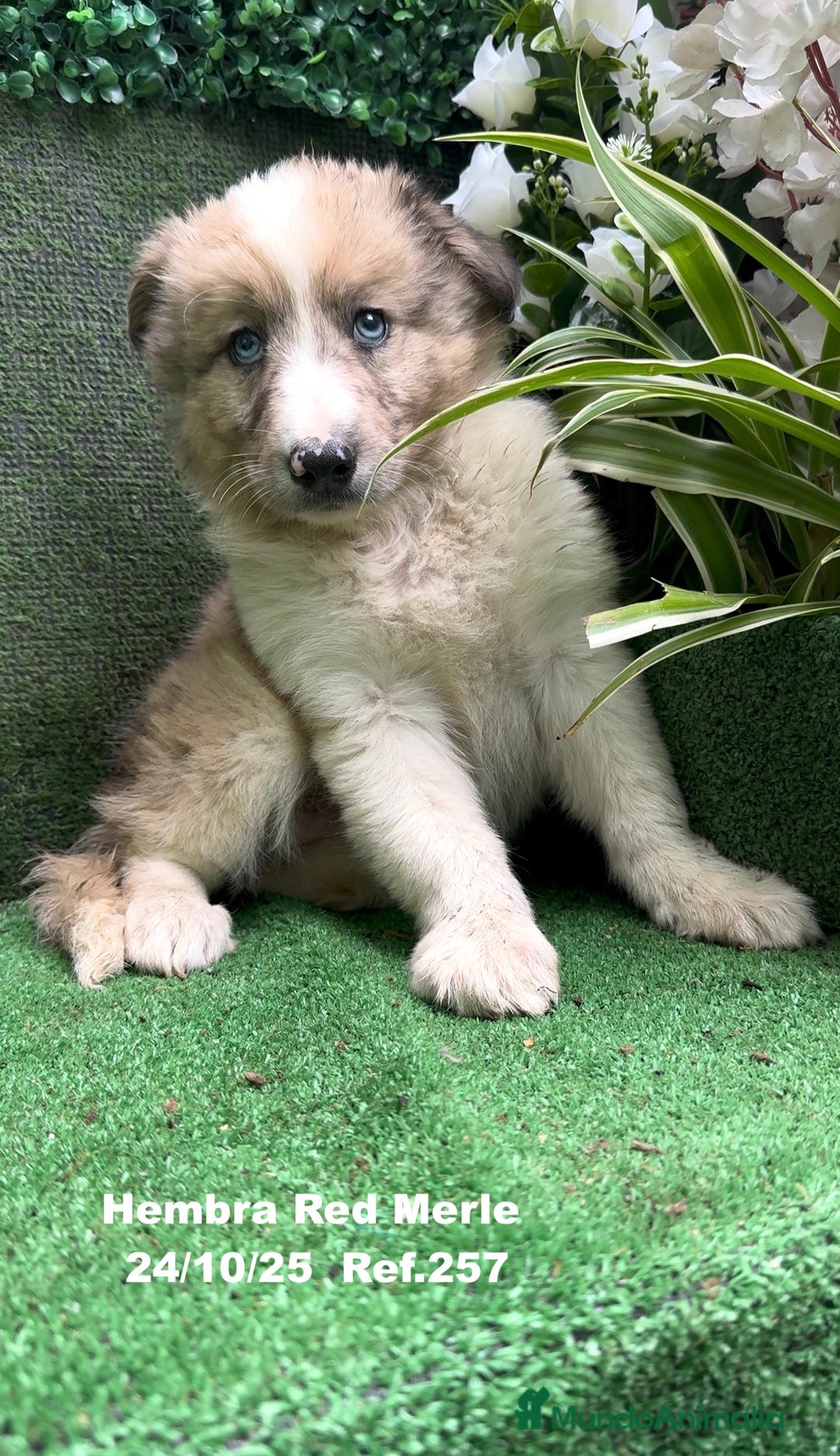Border Collie perros en venta: BORDER COLLIE red merle - Anuncio 15