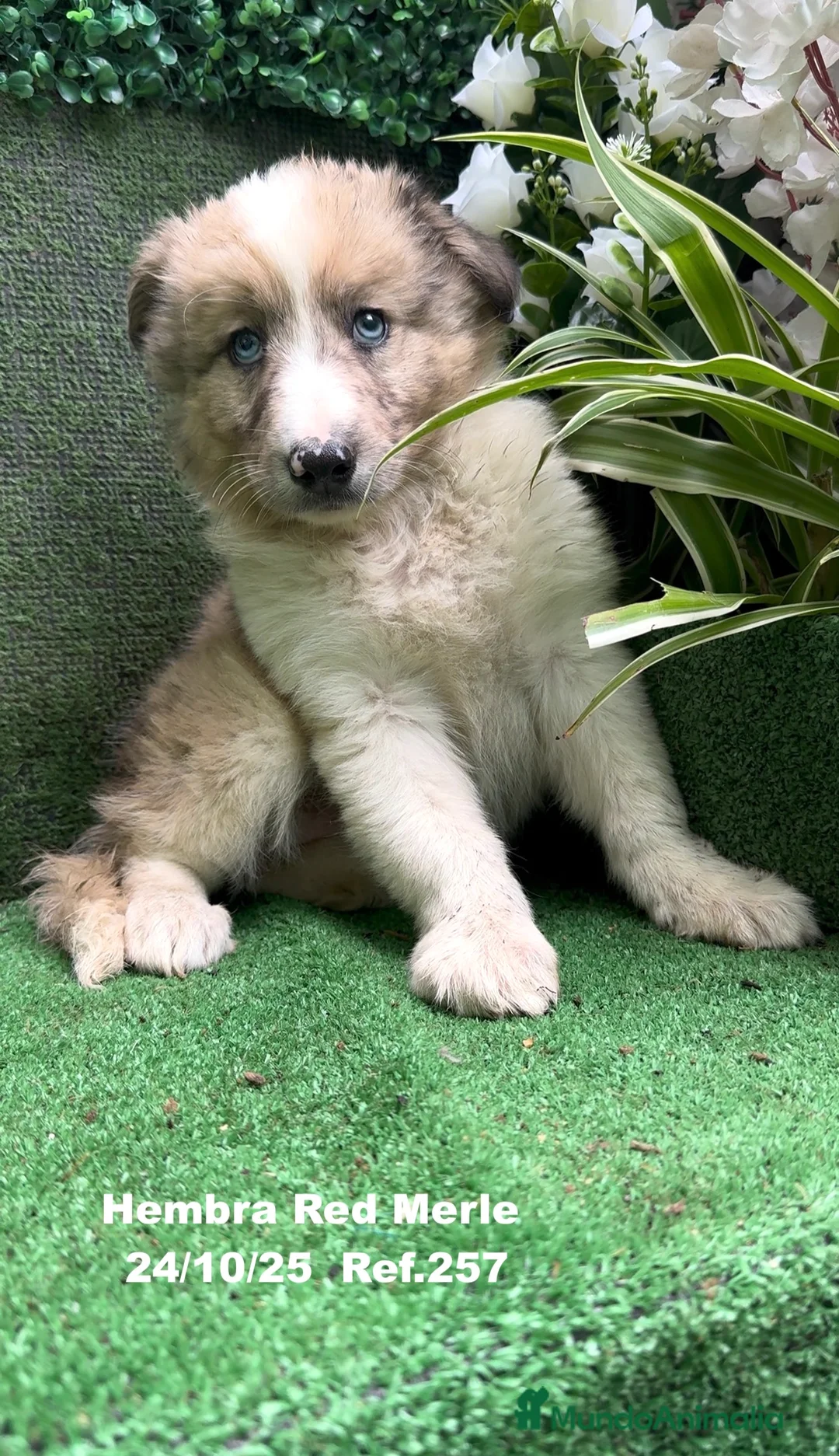 Border Collie perros en venta: BORDER COLLIE red merle - Anuncio 15