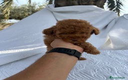Caniche Toy perros en venta: CANICHE TOY ROJO - Imagen 2