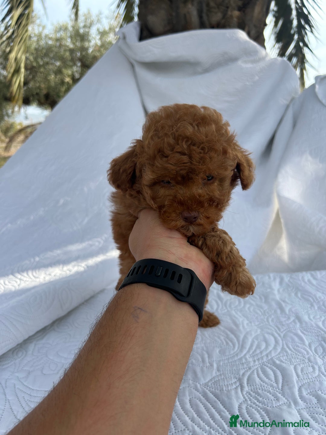 Caniche Toy perros en venta: CANICHE TOY ROJO - Imagen 2