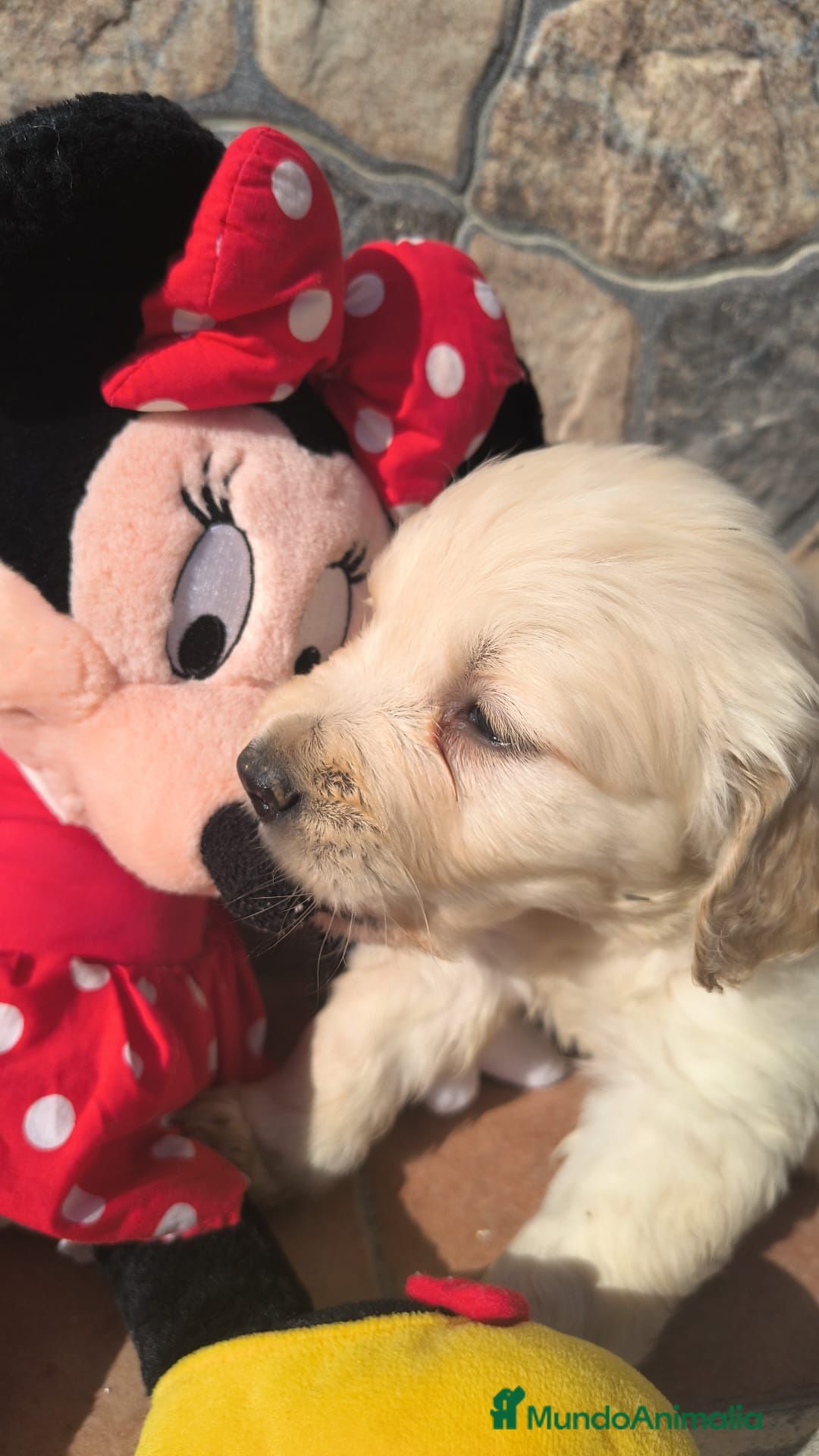 Golden Retriever perros Golden Retriever disponible  - Anuncio 1