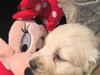 Golden Retriever perros Golden Retriever disponible - Anuncio 1