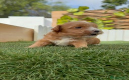 Maltipoo perros en venta: MALTIPOO - Imagen 8