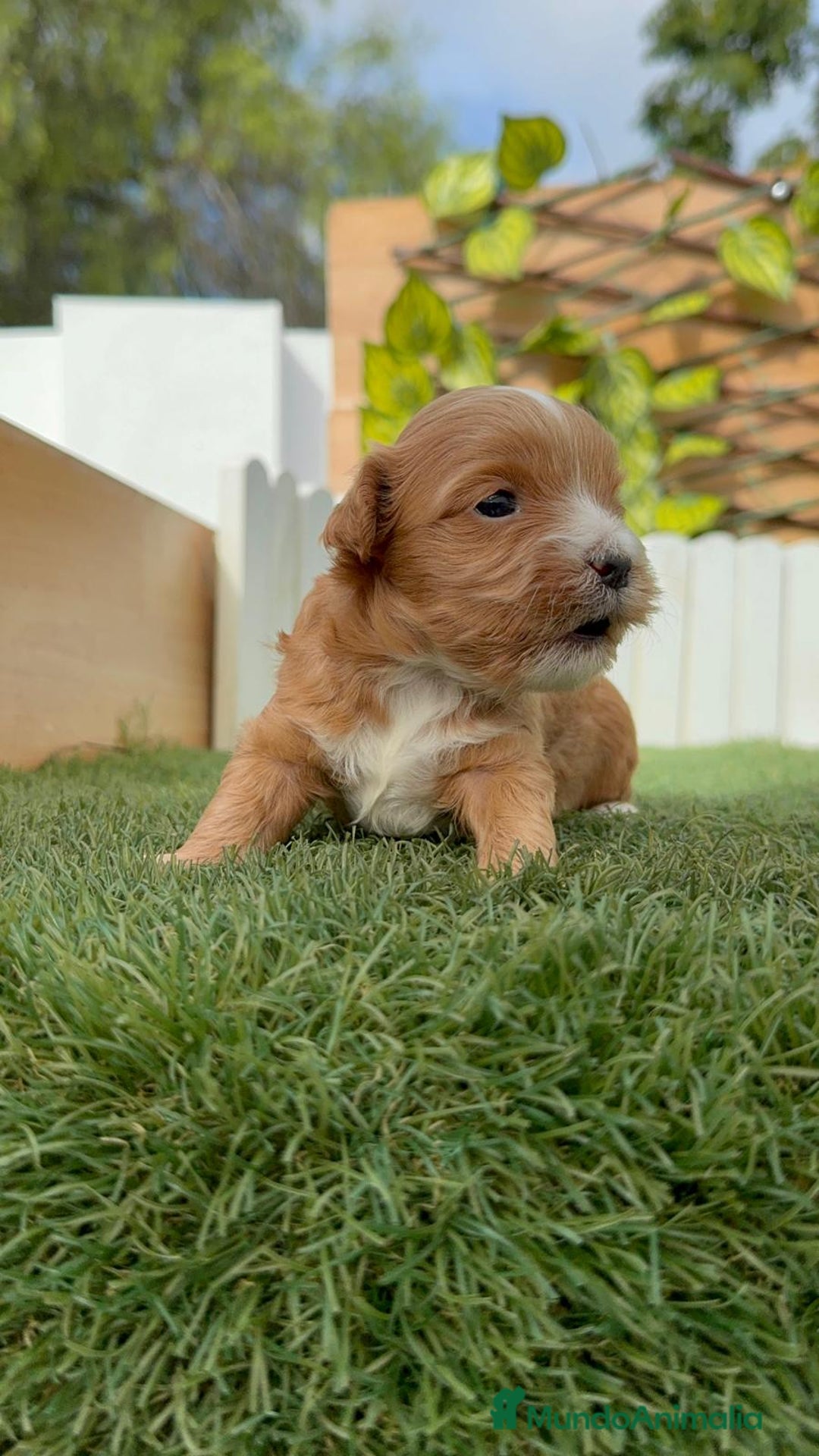 Maltipoo perros en venta: MALTIPOO - Imagen 8