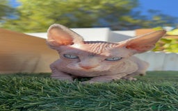 Sphynx gatos en venta: GATITAS SPHYNX - Anuncio 23