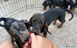 Teckel Miniatura perros en venta: Camada de Teckel miniatura  - Imagen 6