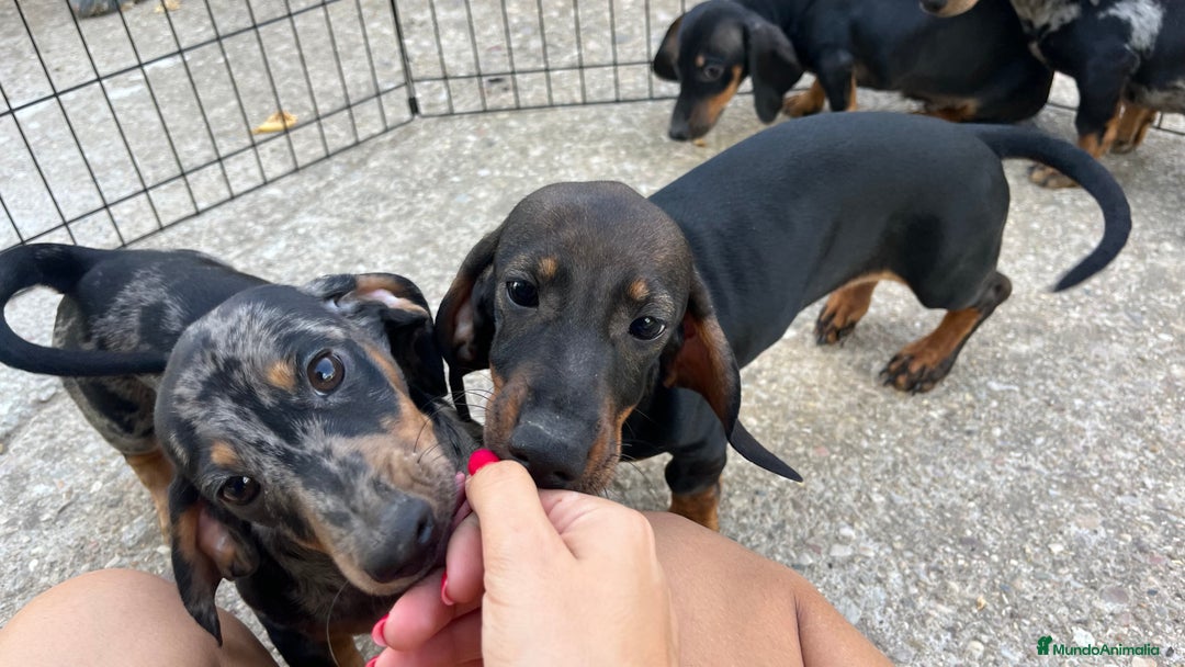 Teckel Miniatura perros en venta: Camada de Teckel miniatura  - Imagen 6