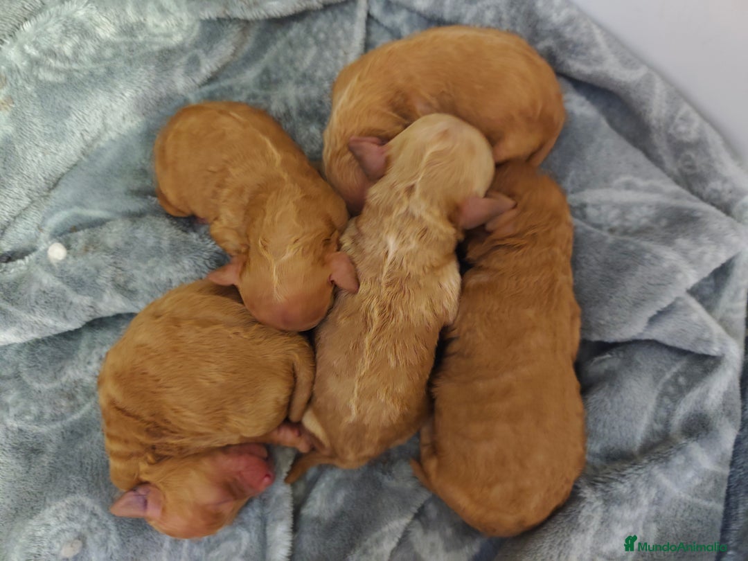 Caniche Toy perros en venta: Cachorritos caniche toy  - Anuncio 1