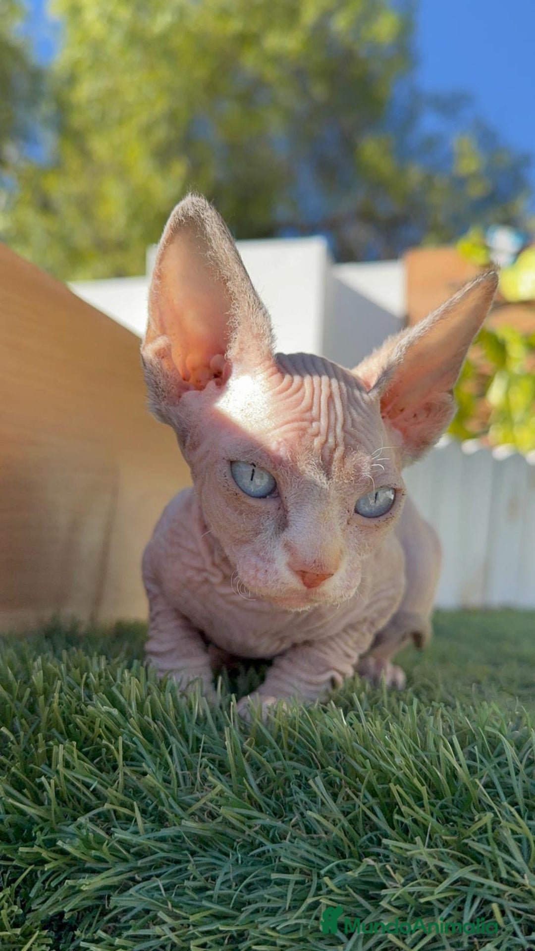 Sphynx gatos en venta: GATITAS SpHYNX - Anuncio 11