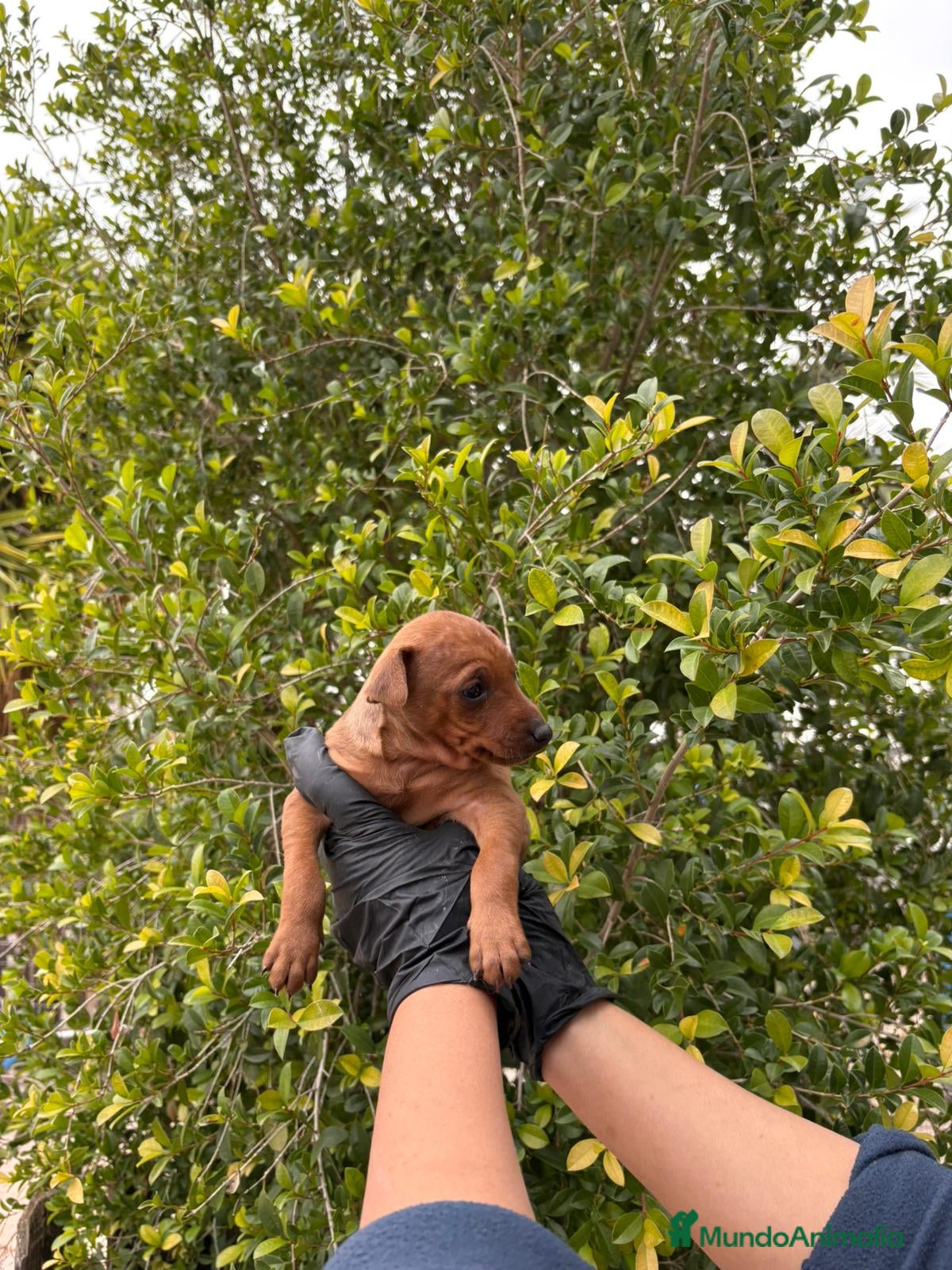 Pinscher Miniatura perros Mini pinscher  - Anuncio 22