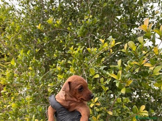 Pinscher Miniatura perros Mini pinscher - Anuncio 22