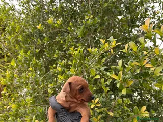 Pinscher Miniatura perros Mini pinscher - Anuncio 11