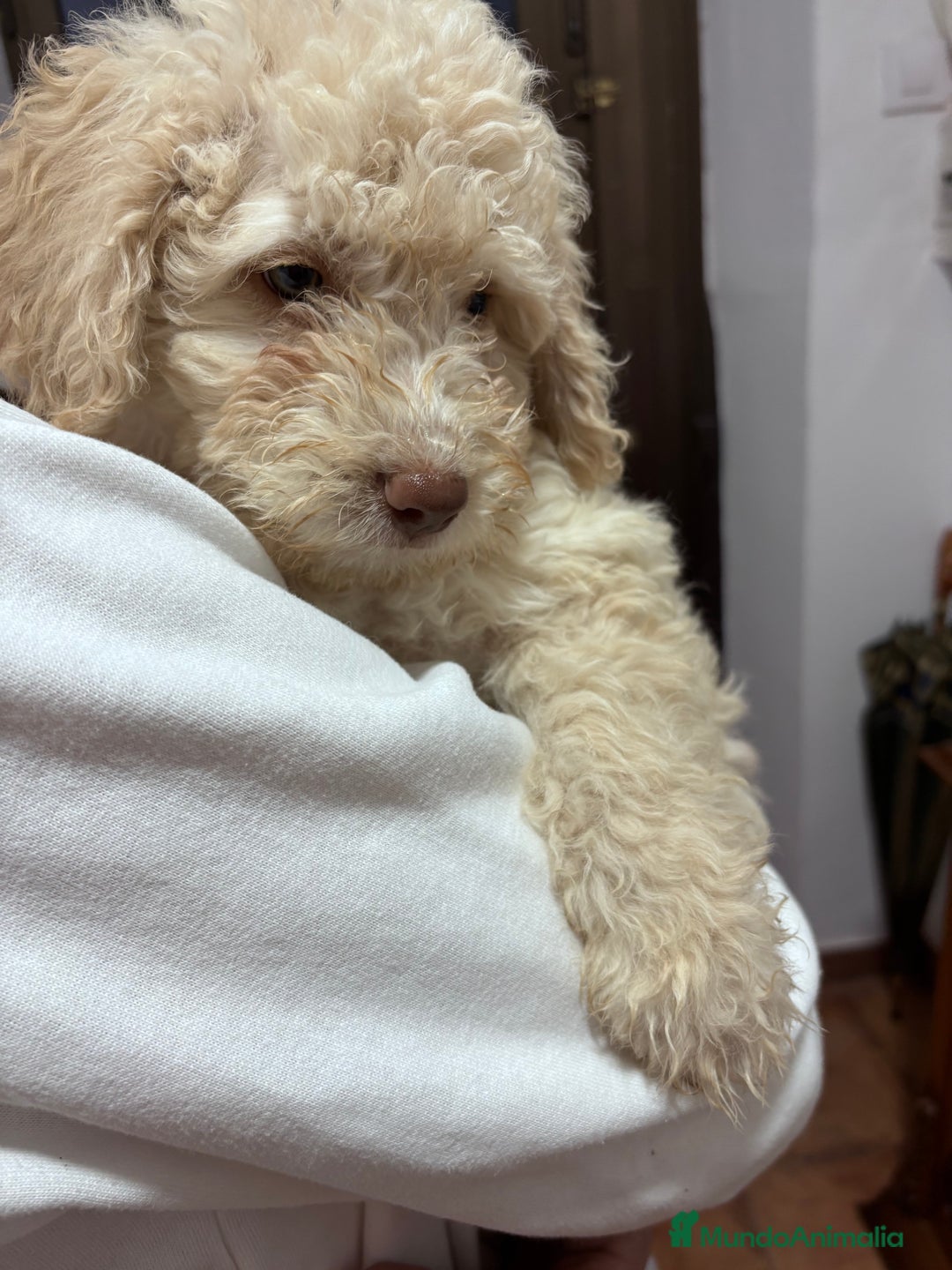 Perro de Agua Español perros en venta: Cachorra de perro de agua Español  - Imagen 5