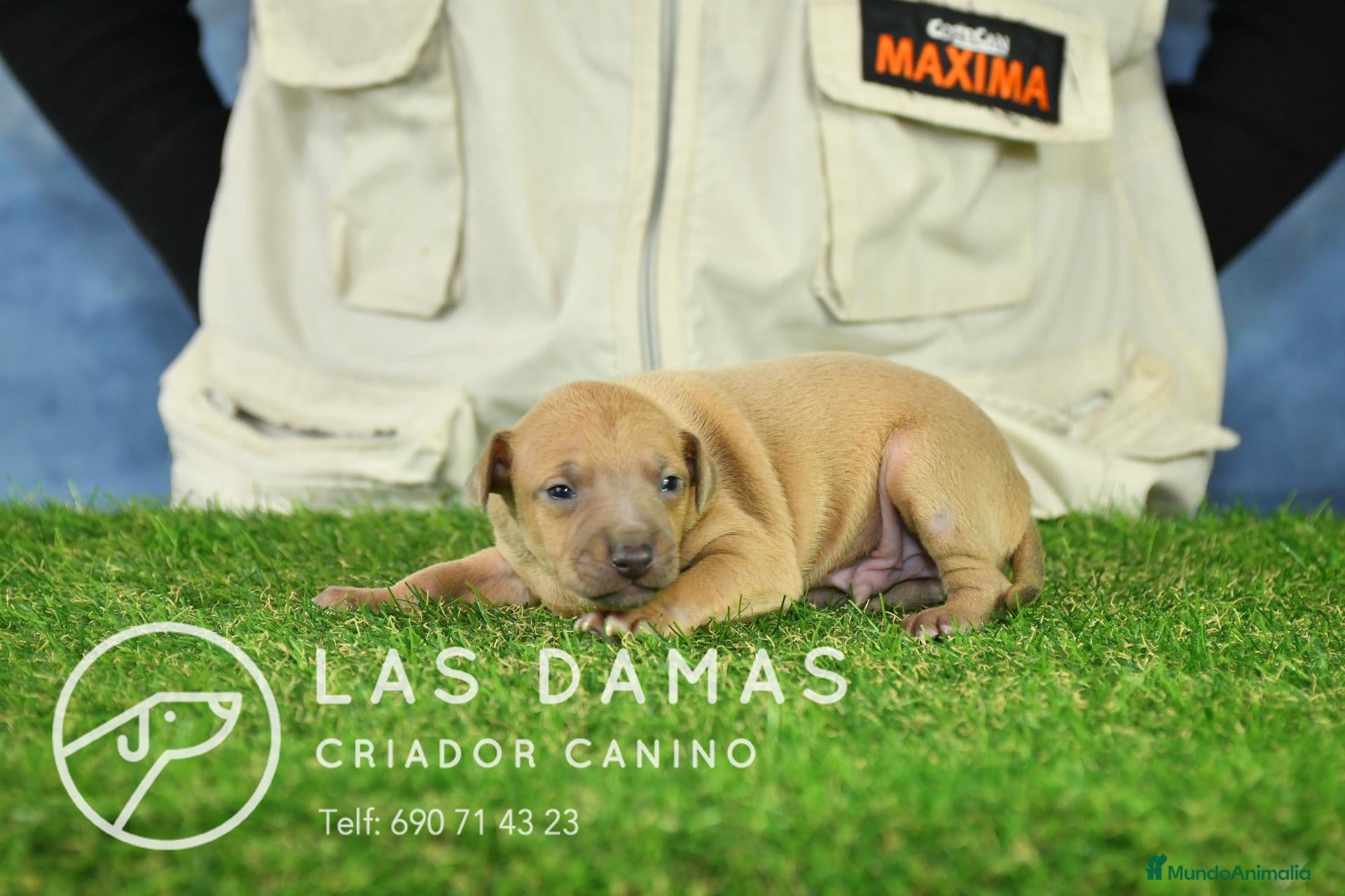 Pequeño Lebrel Italiano perros Piccolo lebrel italiano - Anuncio 1