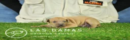 Pequeño Lebrel Italiano perros en venta: Piccolo lebrel italiano - Anuncio 1