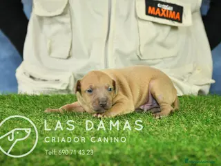 Pequeño Lebrel Italiano perros Piccolo lebrel italiano - Anuncio 3