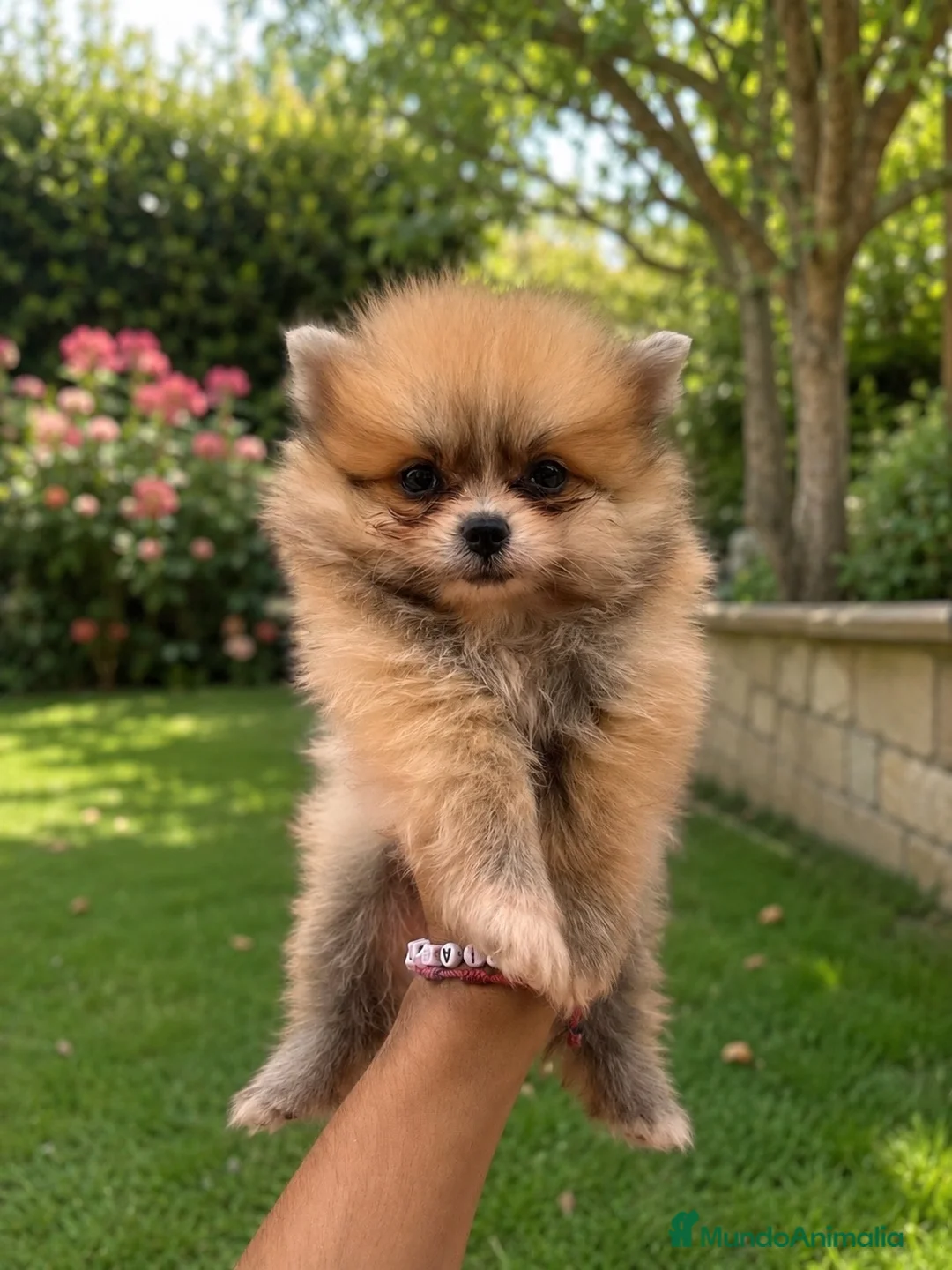 Pomerania perros en venta: PRECIOSO POMERANIA MINI - Anuncio 2