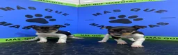 Gos Rater Valencià perros en venta: Cachorros Ratonero Valenciano 450€ ¡PRECIO REAL! - Anuncio 6