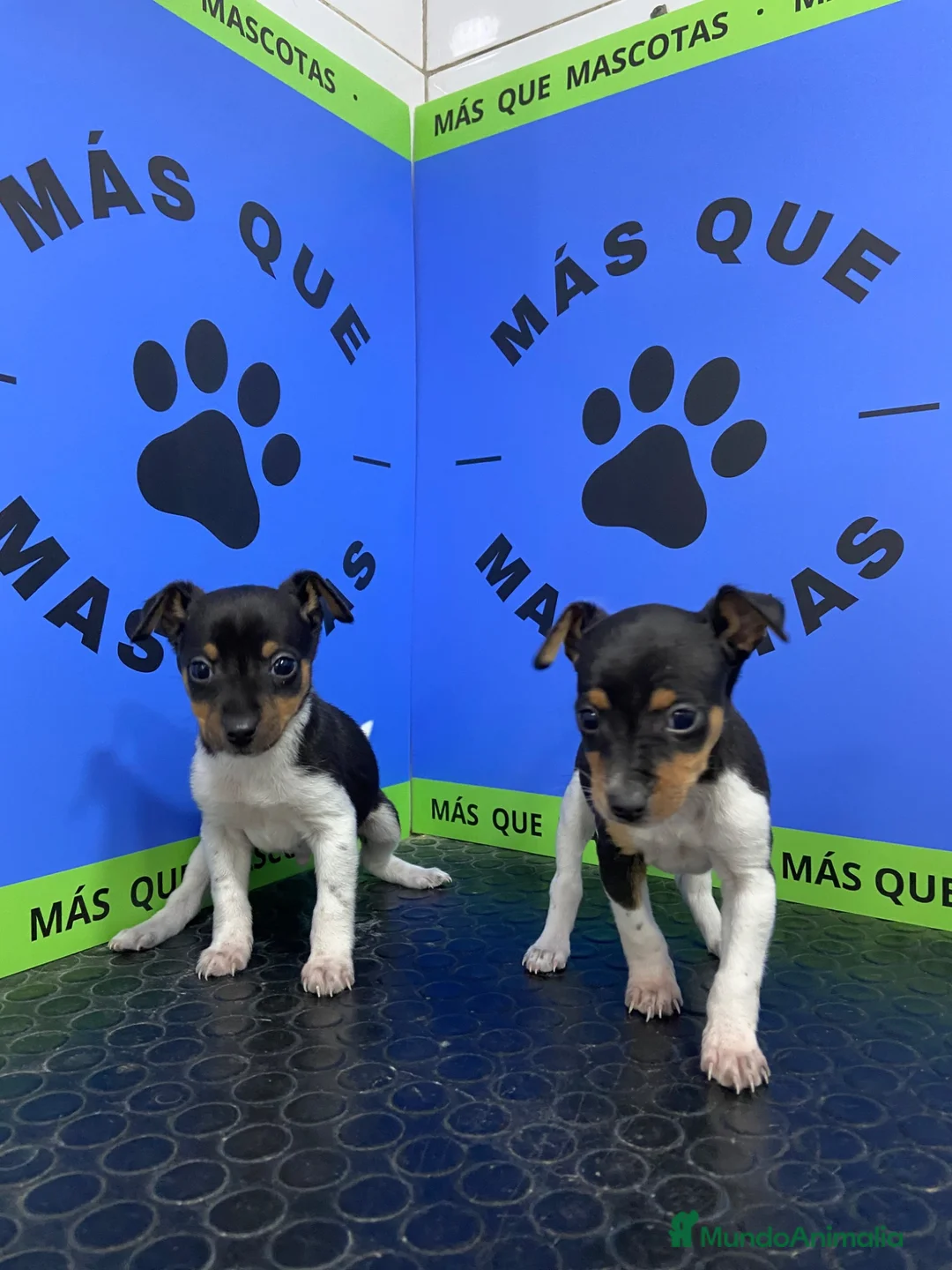 Gos Rater Valencià perros en venta: Cachorros Ratonero Valenciano 450€ ¡PRECIO REAL! - Anuncio 6