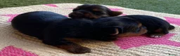 Yorkshire Terrier perros en venta: Yorkshire terrier de Prao Toro  - Anuncio 5