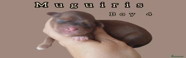 Bichón Habanero 4