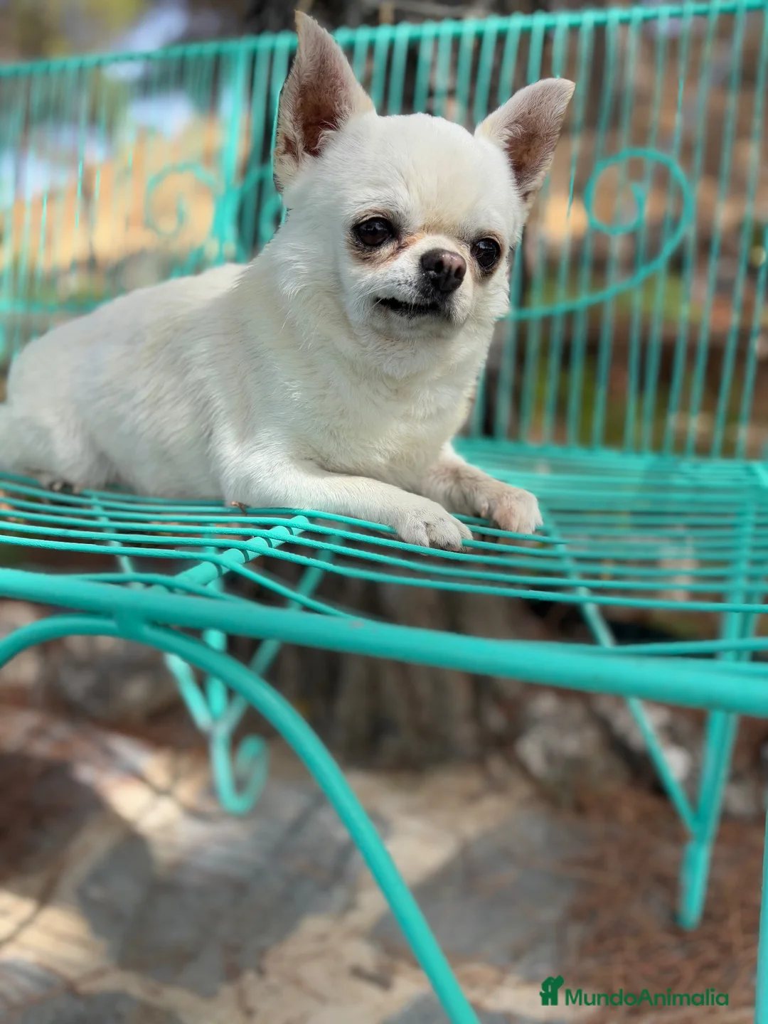 Chihuahua perros en venta: Chihuahuas Toy muy bonitos y pequeñitos !! - Anuncio 2