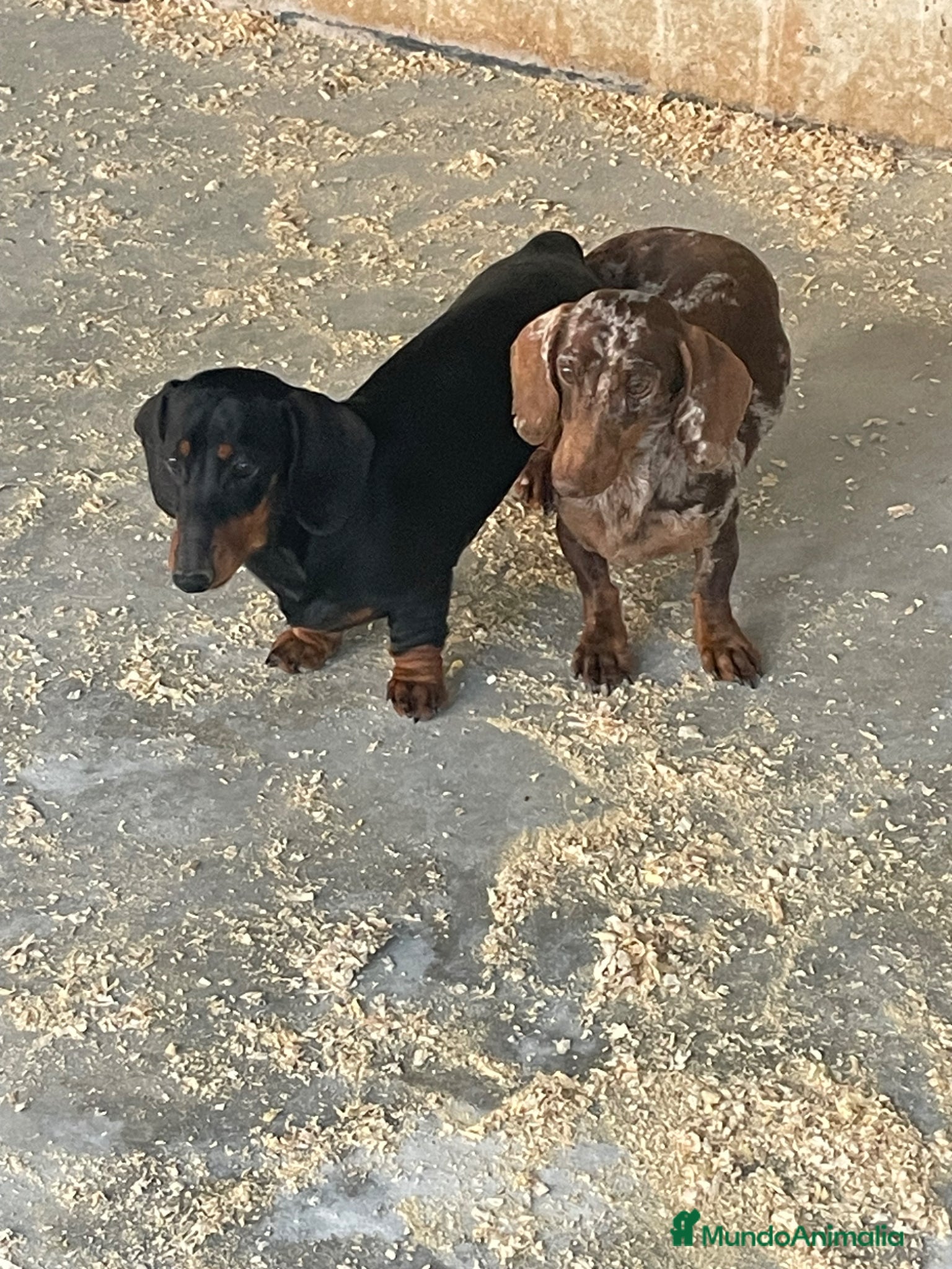 Teckel Miniatura perros para monta: Teckel kaninchen para monta arlequín  - Anuncio 9