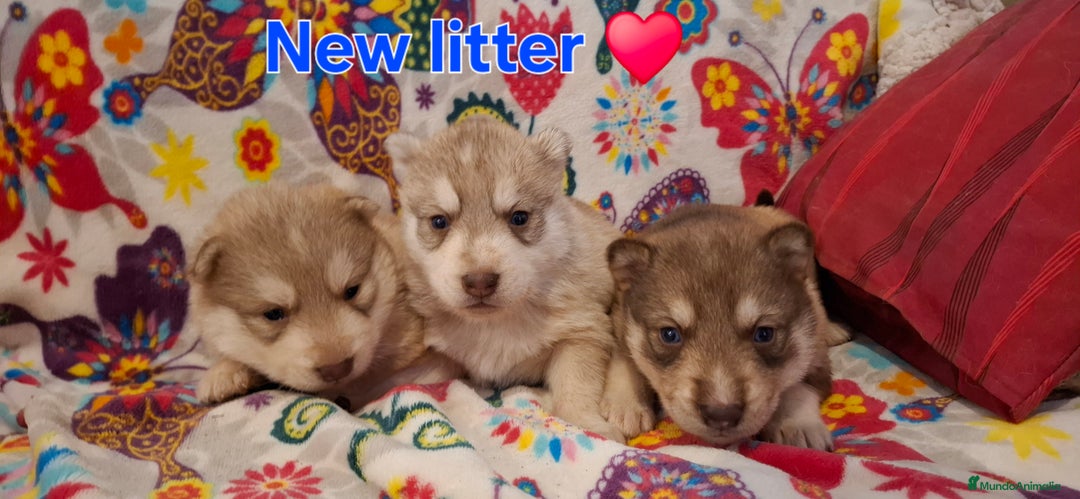 Husky Siberiano perros en venta: Husky siberiano - Anuncio 3