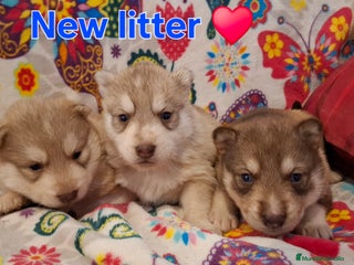 Husky Siberiano perros Husky siberiano - Anuncio 1