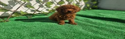 Caniche Enano perros en venta: CANICHE TOY - Anuncio 1