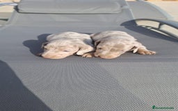 Teckel perros en venta: Teckels arlequin isabello  - Imagen 2