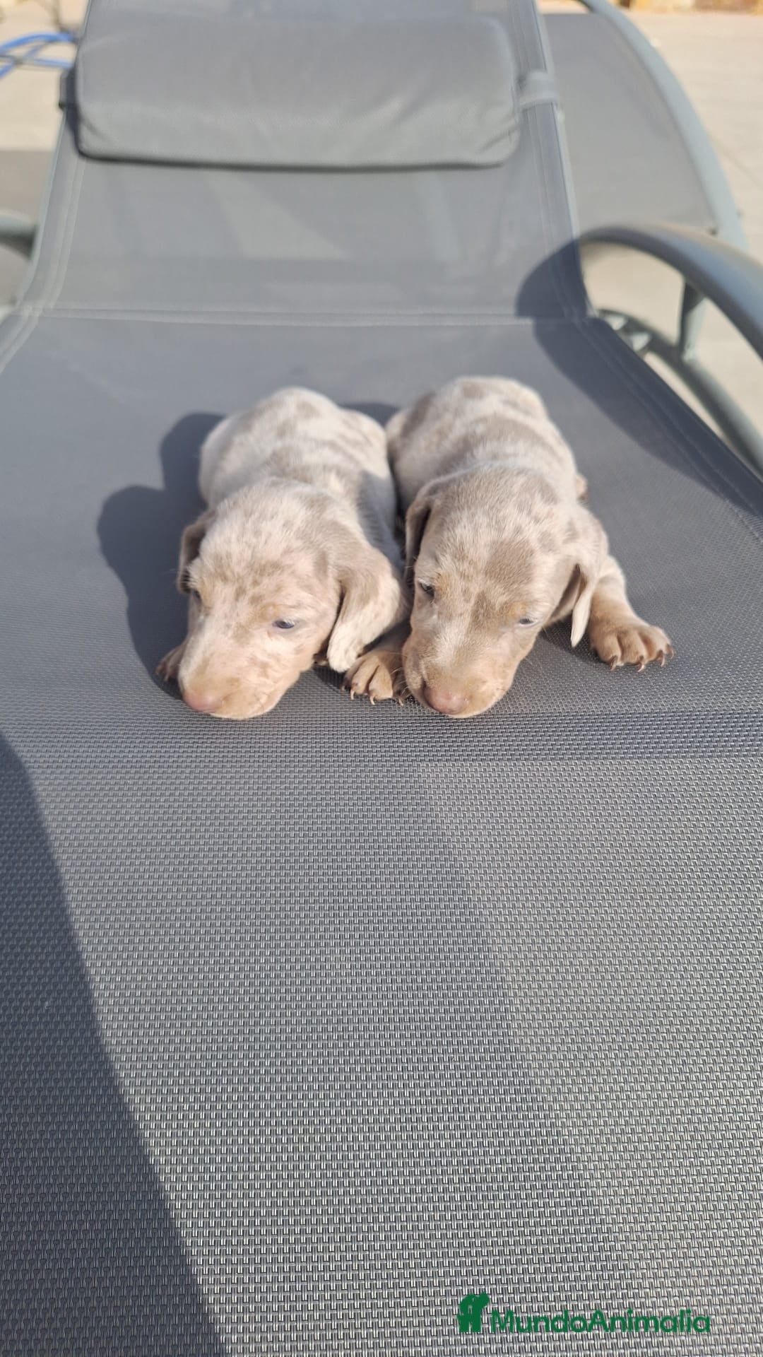 Teckel perros en venta: Teckels arlequin isabello  - Imagen 2