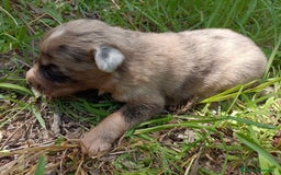 Border Collie perros en venta: Border collie chocolate y merle - Imagen 18