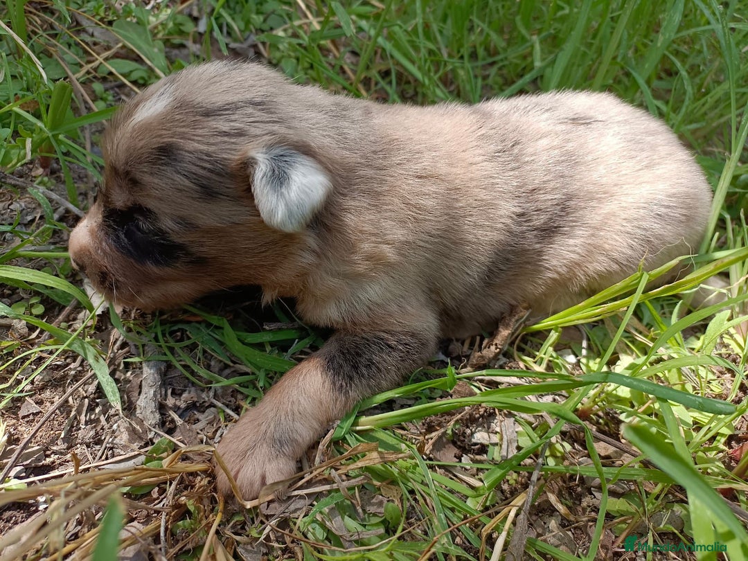 Border Collie perros en venta: Border collie chocolate y merle - Imagen 18